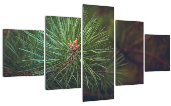 Obraz - Detail borovice (125x70 cm)