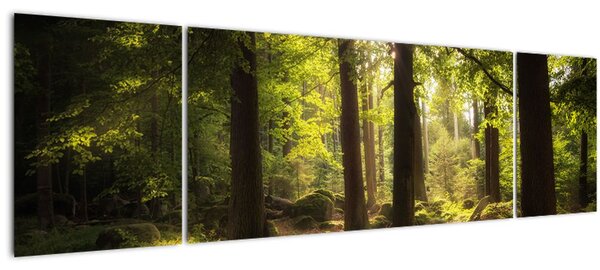 Obraz snového lesa (170x50 cm)