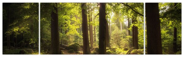 Obraz snového lesa (170x50 cm)