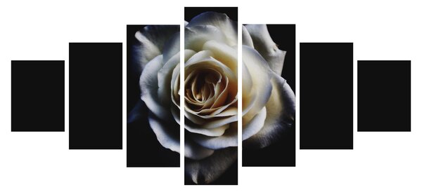 Obraz bílé růže (210x100 cm)