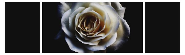 Obraz bílé růže (170x50 cm)