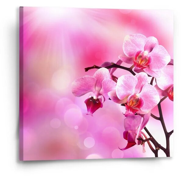 Sablio Obraz Květy orchideje - 50x50 cm