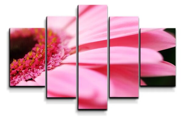 Sablio Obraz - 5-dílný Růžová gerbera - 125x90 cm