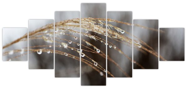 Obraz kapek na rostlině (210x100 cm)