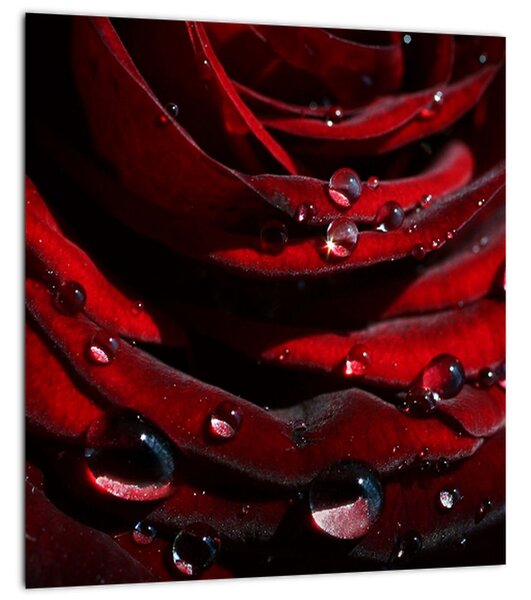 Obraz - Detail růže (30x30 cm)