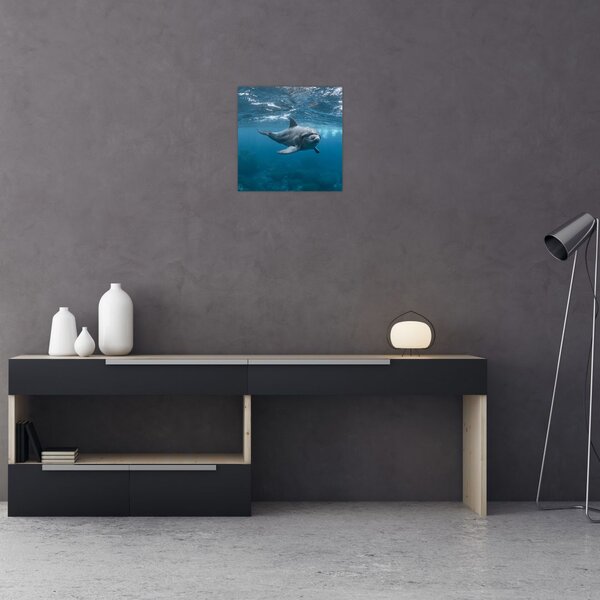 Obraz - Delfín pod hladinou (30x30 cm)