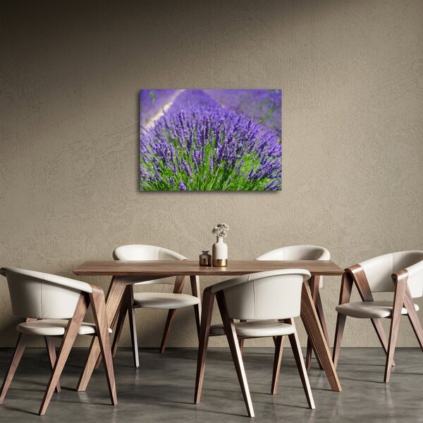 Obraz - levandule (70x50 cm)