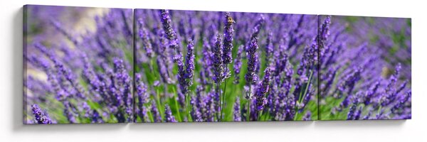 Obraz - levandule (170x50 cm)