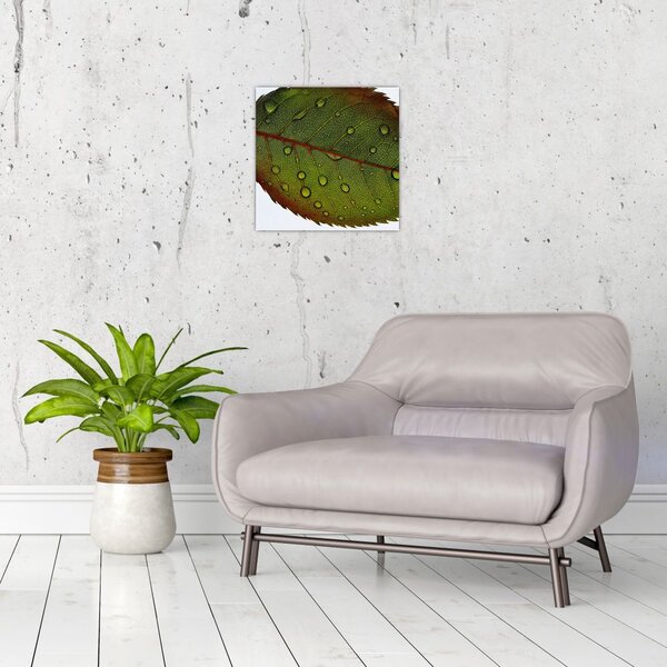 Obraz - List růže (30x30 cm)