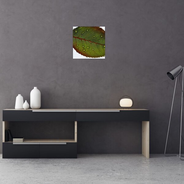 Obraz - List růže (30x30 cm)