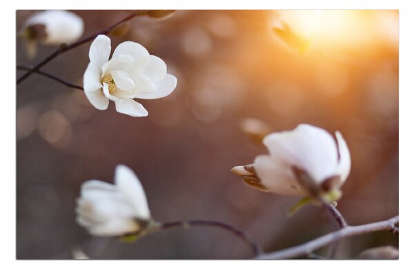 Obraz na plátně - Krásná bílá magnolia 102A (75x50 cm)