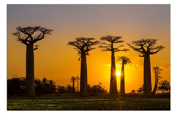 Obraz na plátně - Baobaby 105A (60x40 cm)