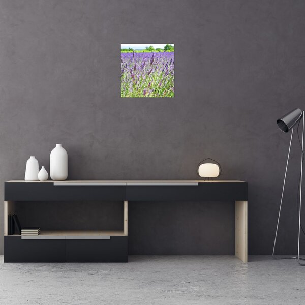 Obraz pole s levandulemi (30x30 cm)
