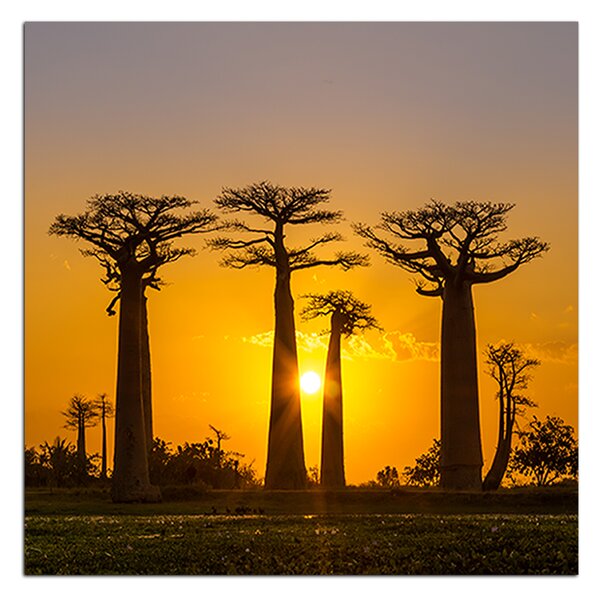 Obraz na plátně - Baobaby při západu slunce - čtverec 305A (50x50 cm)