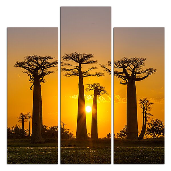 Obraz na plátně - Baobaby při západu slunce - čtverec 305C (75x75 cm)