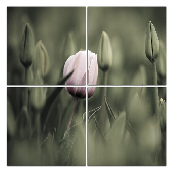 Obraz na plátně - Růžový kvetoucí tulipán - čtverec... 301FD (60x60 cm)