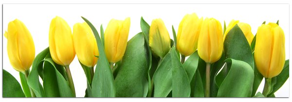 Obraz na plátně - Žluté tulipány - panoráma 503A (120x45 cm)
