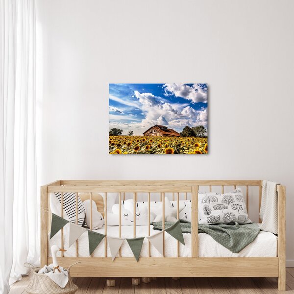 Obraz slunečnicového pole (70x50 cm)