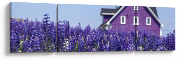 Obraz levandulového pole (170x50 cm)