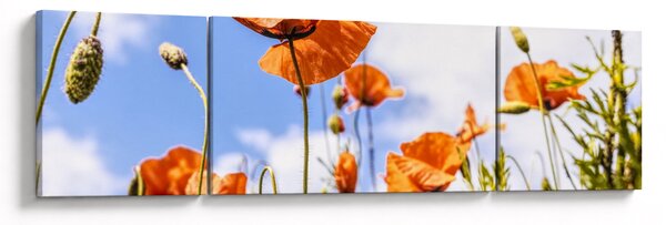 Obraz vlčích máků (170x50 cm)