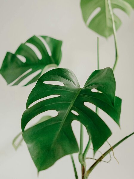 Monstera v jemných tónech – Jednodílný obraz, 30 × 40 cm