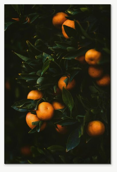 Zralé mandarinky v tmavém listoví – Jednodílný obraz, 40 × 60 cm