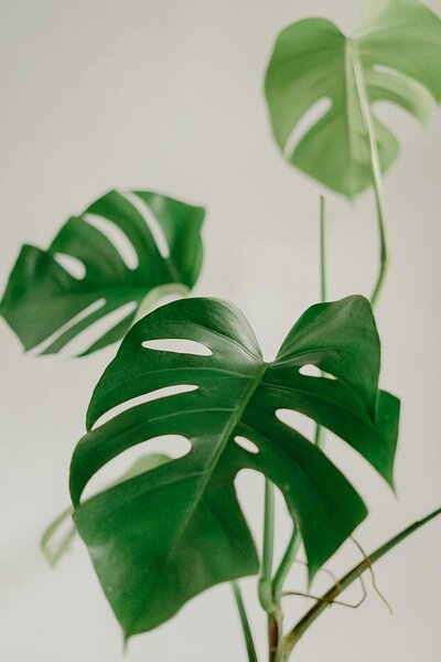 Monstera v jemných tónech – Jednodílný obraz, 40 × 60 cm