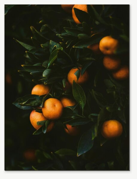 Zralé mandarinky v tmavém listoví – Jednodílný obraz, 30 × 40 cm