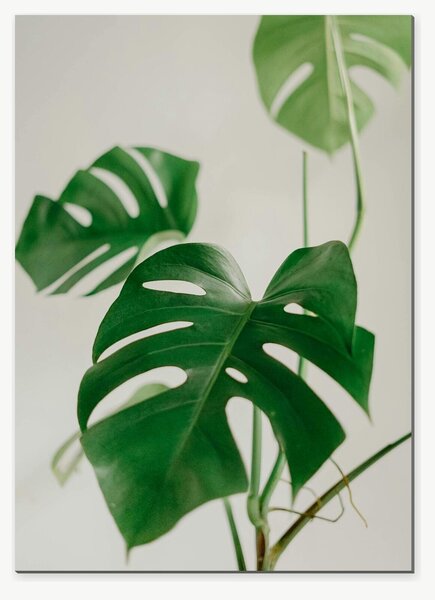 Monstera v jemných tónech – Jednodílný obraz, 50 × 70 cm