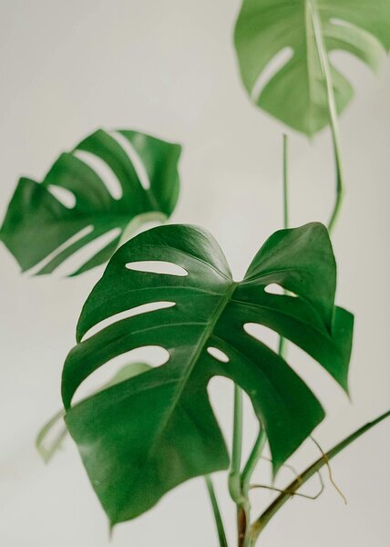 Monstera v jemných tónech – Jednodílný obraz, 50 × 70 cm