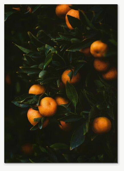 Zralé mandarinky v tmavém listoví – Jednodílný obraz, 50 × 70 cm