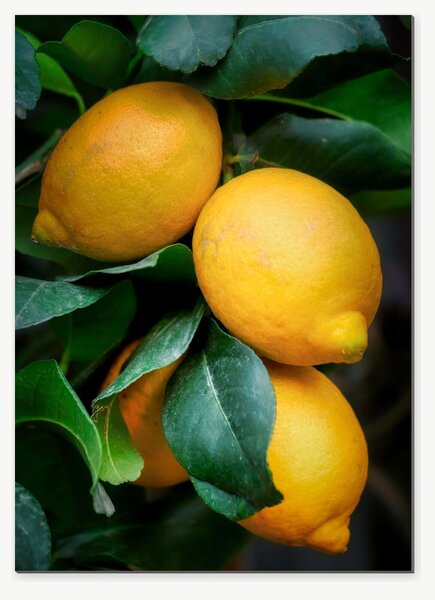 Citrony mezi zelenými listy – Jednodílný obraz, 50 × 70 cm
