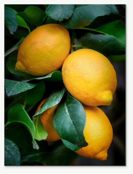 Citrony mezi zelenými listy – Jednodílný obraz, 30 × 40 cm