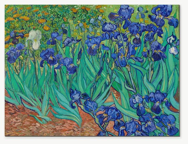 Modré kosatce v zahradě – Jednodílný obraz, 40 × 30 cm