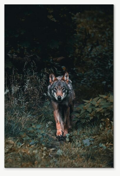 Vlk na lesní stezce – Jednodílný obraz, 40 × 60 cm