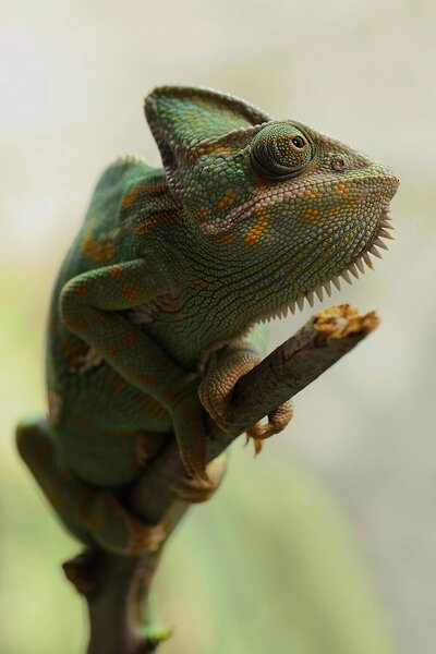 Chameleon na větvi – Jednodílný obraz, 40 × 60 cm
