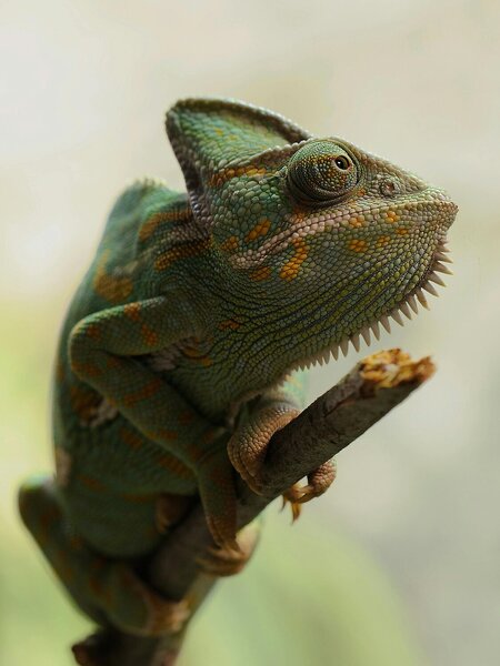 Chameleon na větvi – Jednodílný obraz, 30 × 40 cm