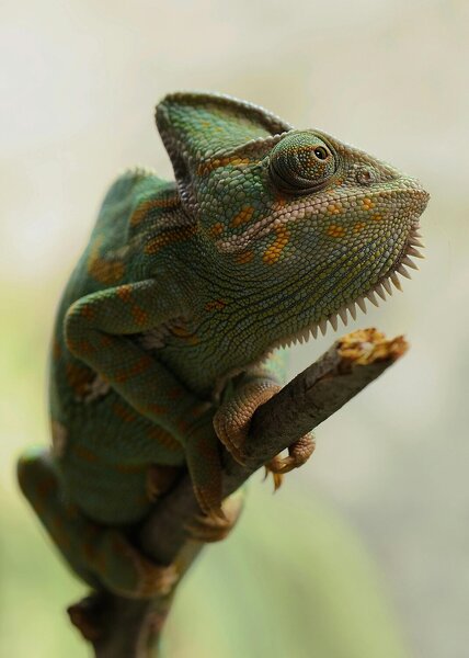 Chameleon na větvi – Jednodílný obraz, 50 × 70 cm
