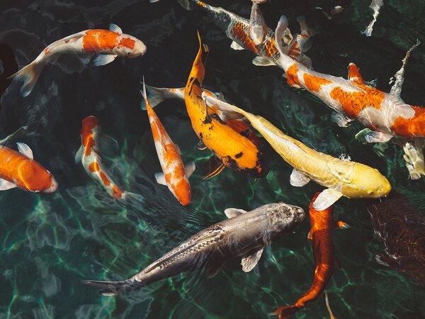 Koi kapři v temném jezírku – Jednodílný obraz, 40 × 30 cm