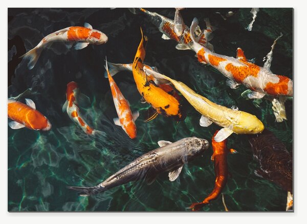 Koi kapři v temném jezírku – Jednodílný obraz, 70 × 50 cm