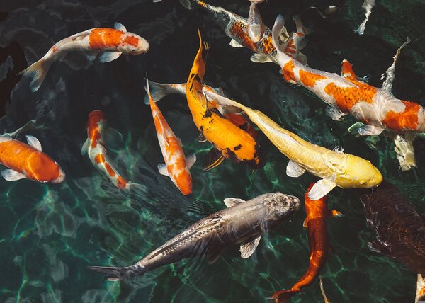 Koi kapři v temném jezírku – Jednodílný obraz, 70 × 50 cm
