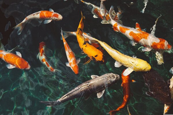 Koi kapři v temném jezírku – Jednodílný obraz, 60 × 40 cm