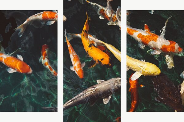 Koi kapři v temném jezírku – Třídílný obraz B, 90 × 60 cm