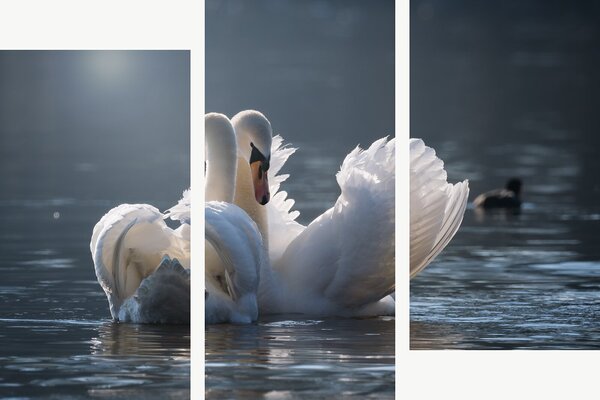 Labutí pár na klidné hladině – Třídílný obraz C, 120 × 80 cm