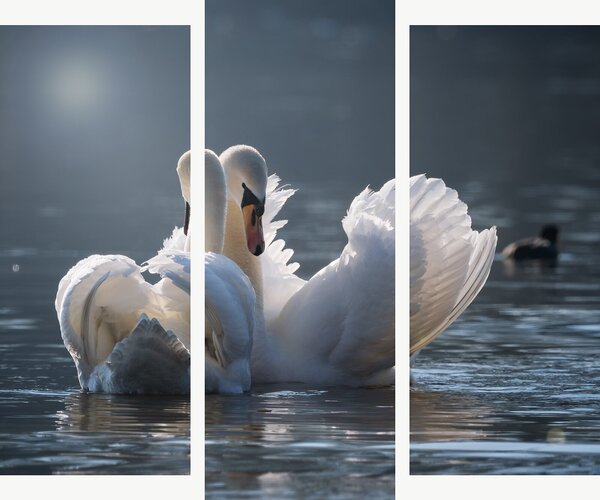 Labutí pár na klidné hladině – Třídílný obraz B, 120 × 100 cm