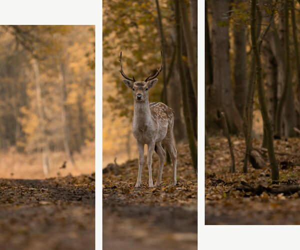 Jelen v podzimním lese – Třídílný obraz C, 120 × 100 cm
