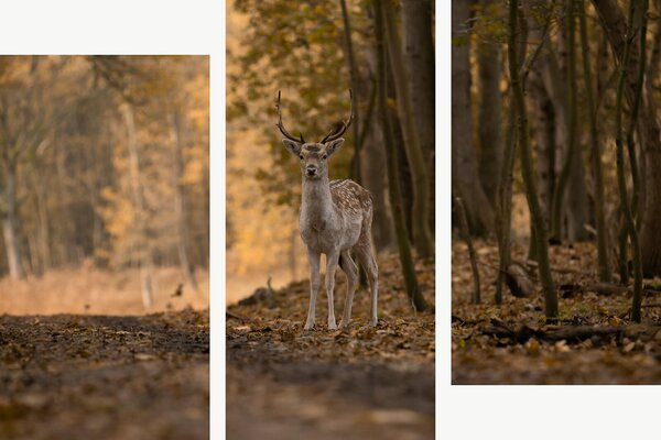 Jelen v podzimním lese – Třídílný obraz C, 120 × 80 cm