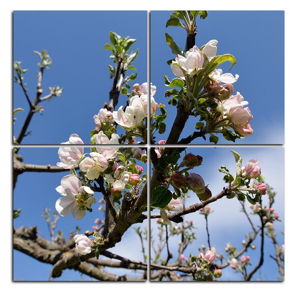 Obraz na plátně - Kvetoucí jabloň - čtverec 347D (60x60 cm)