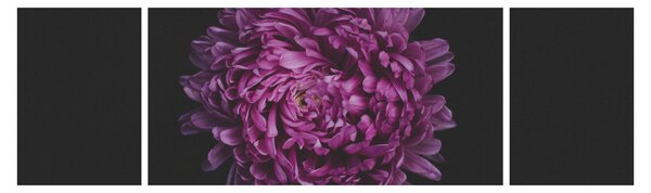 Obraz fialové květiny (170x50 cm)