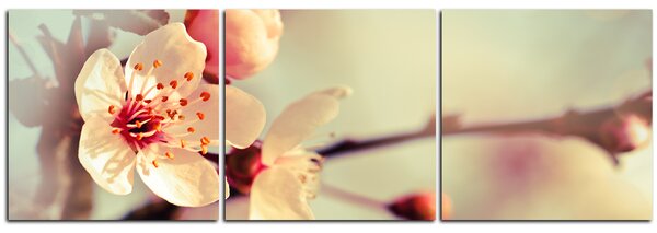 Obraz na plátně - Květ třešně - panoráma 558B (90x30 cm)